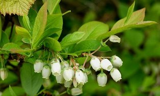 BlueBerry Bush in spring